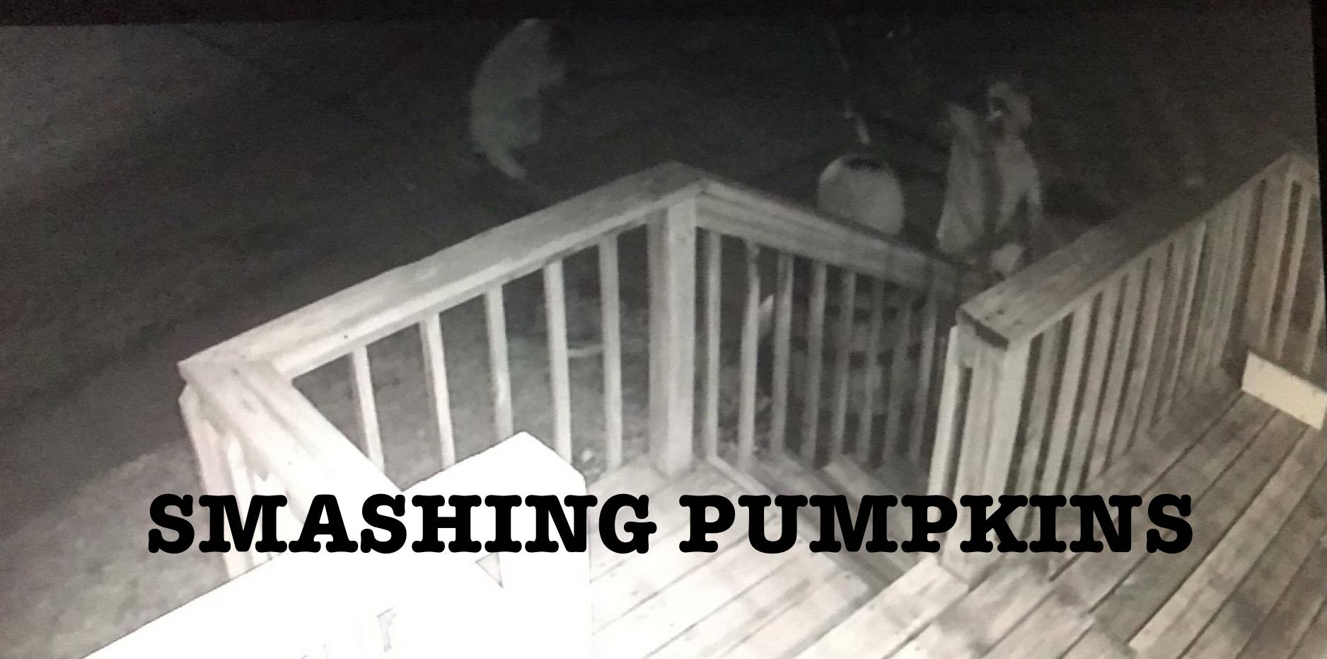 Vandals Smashing Pumpkins in Morningside