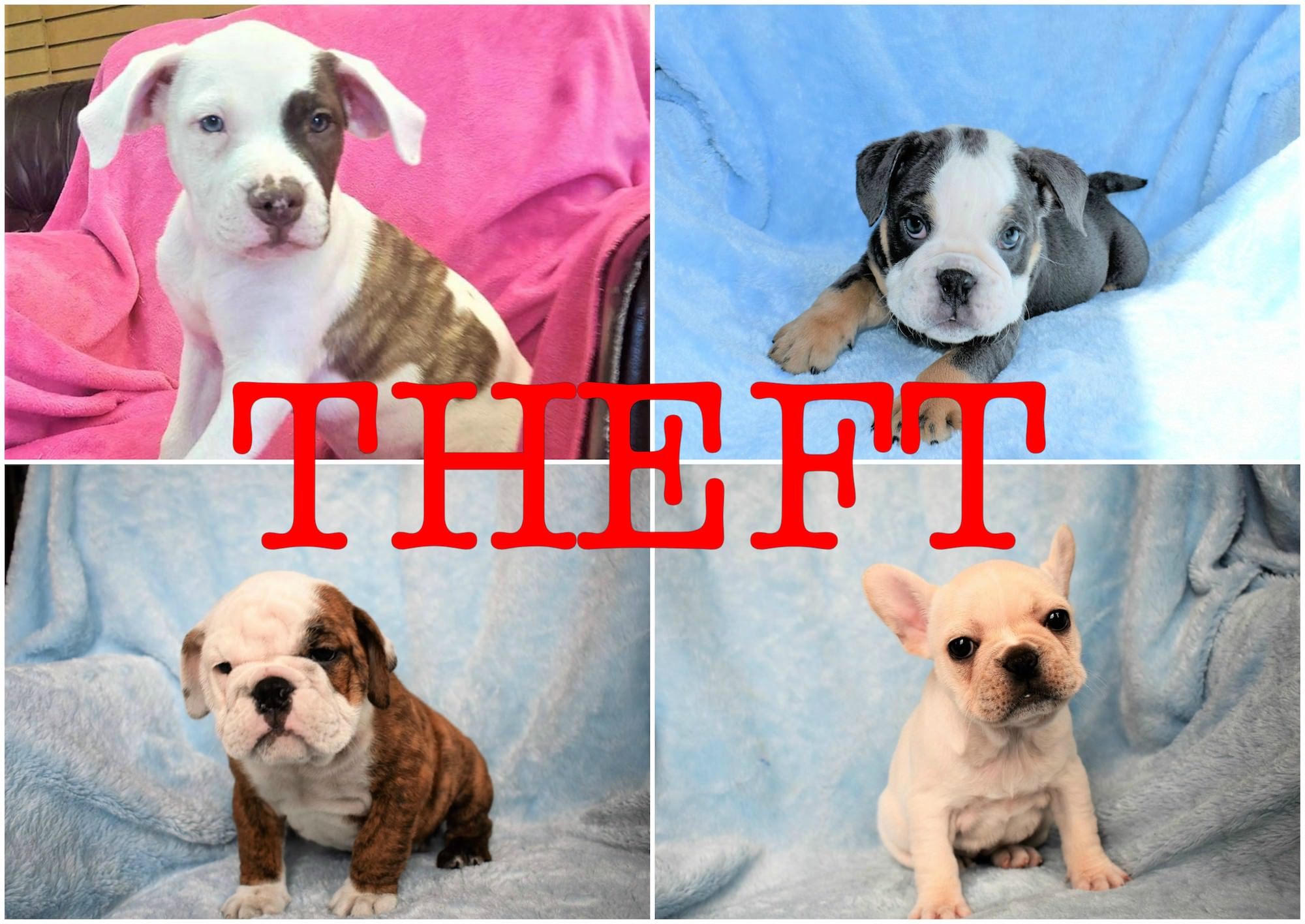 Two puppies stolen from The Velvet Poodle located two others still missing